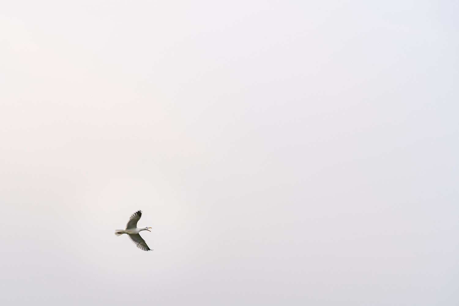 Rehearsal dinner & wedding session in OceanCliff Hotel Newport 91